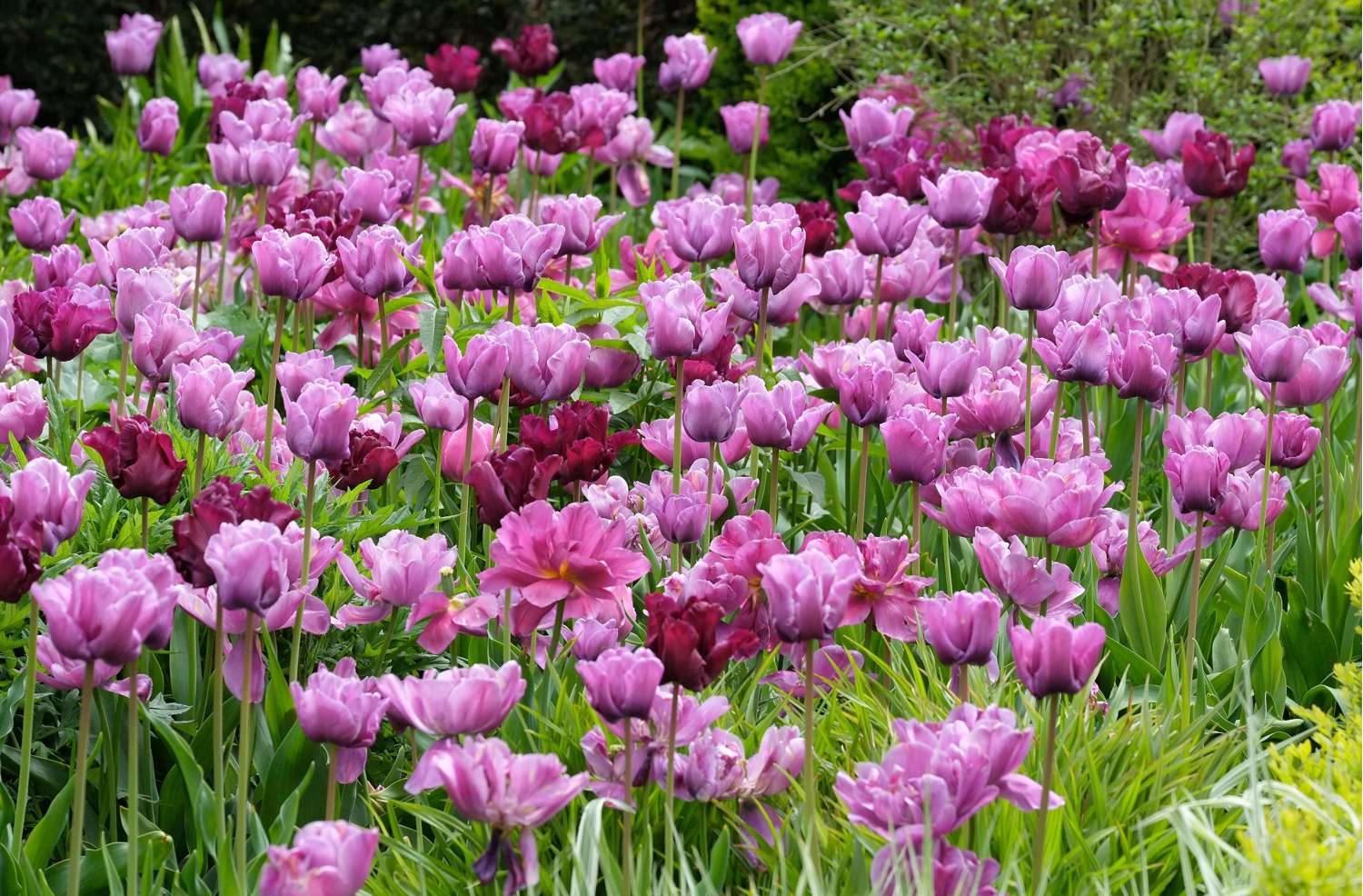 Tulpe 'Blue Diamond' - Tulipaner